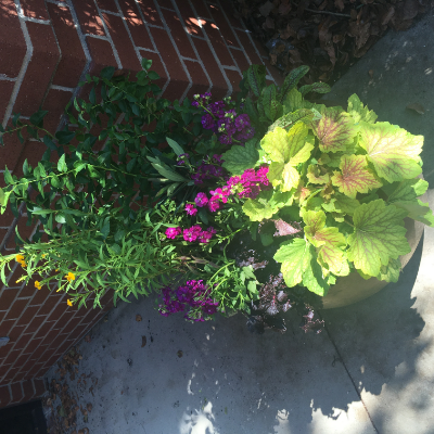 Container Garden By Peterson's Petals