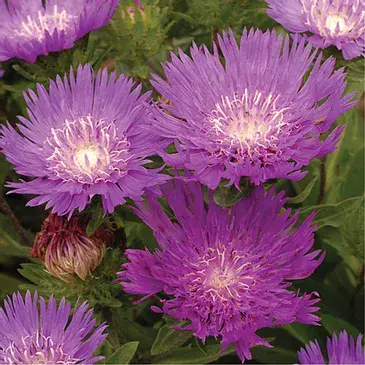 Stokesia L. 'Honeysong Purple'