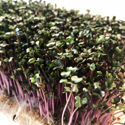 Microgreens Red Cabbage