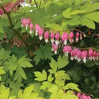 Dicentra S. 'Gold Heart'