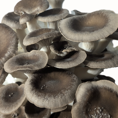 Gourmet Oyster Mushrooms