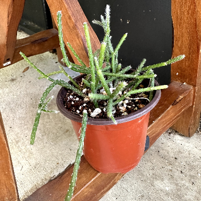 Rhipsalis Pilocarpa