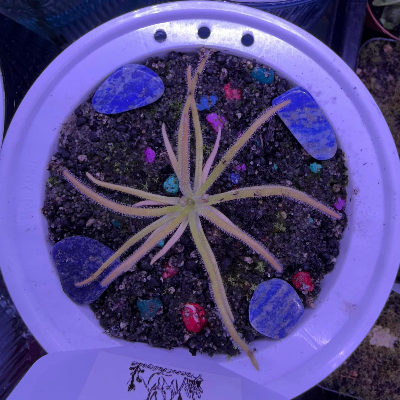 Pinguicula/Butterwort