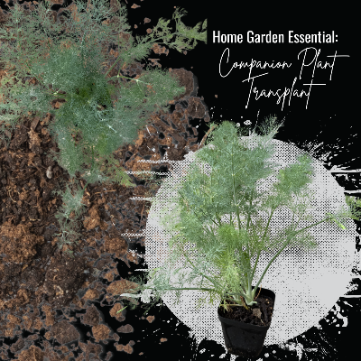 Plants - Ready To Transplant - Vegetable, Herb, Or Fruit Plant