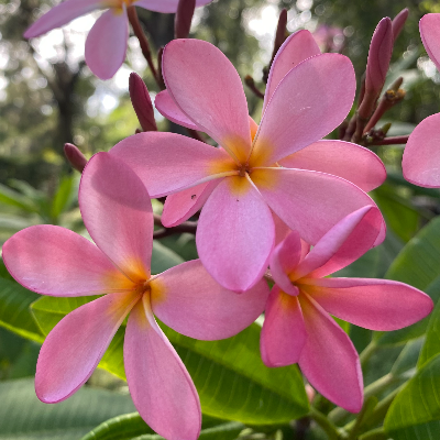 Plumeria