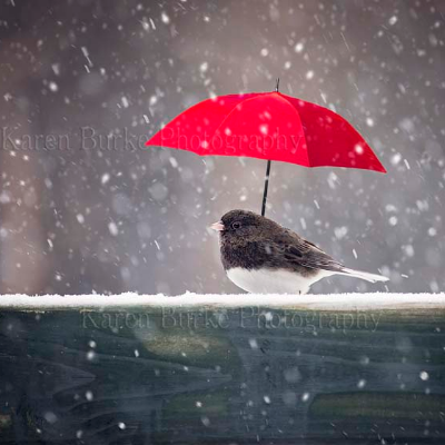 Fun Fine Art And Whimsical Animal Art
