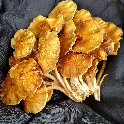 Chestnut Mushroom