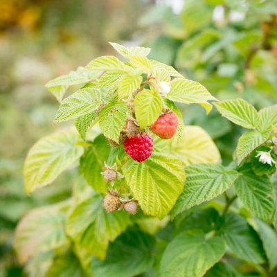 Red Raspberries