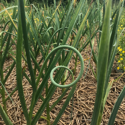 Garlic Scapes