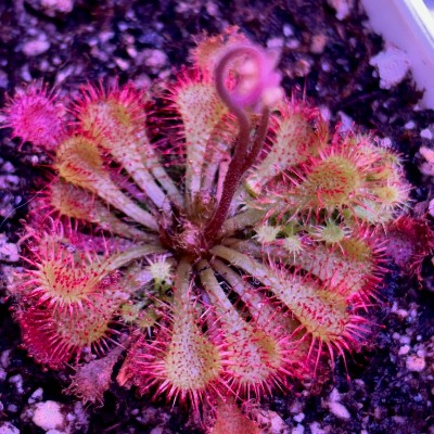 Sundews Droses