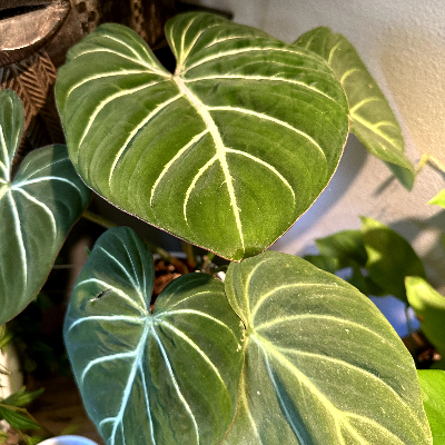 Philodendron Gloriosum