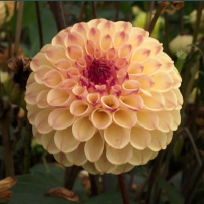 Sprouted Dahlia Tubers