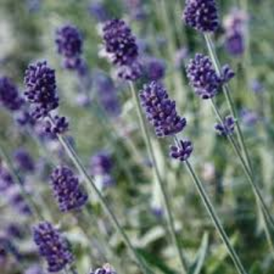 Lavender Angustfolia 'Vicenza Blue'