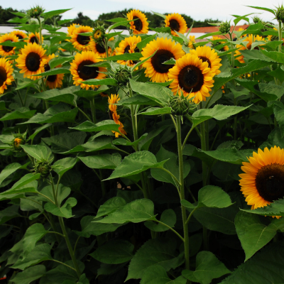 Sunflowers
