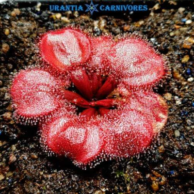 Carnivorous Plants Droseras