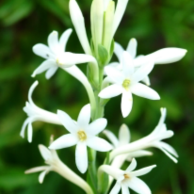 Tuberose