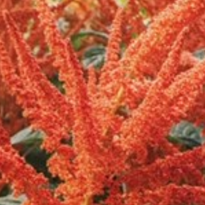 Amaranth