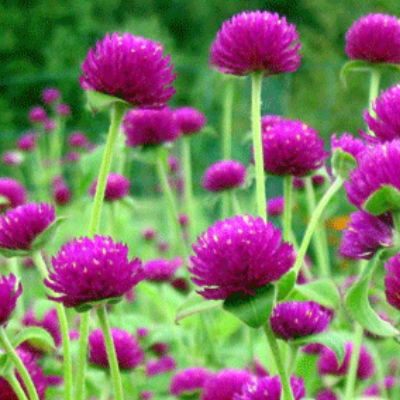 Gomphrena