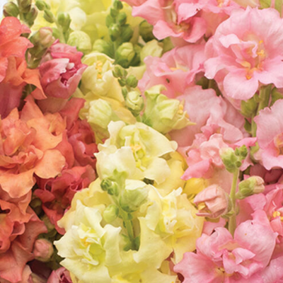 Flowers - Snapdragons