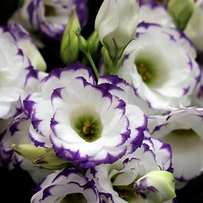 Lisianthus