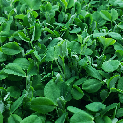Speckled Pea Shoots Organic Microgreens