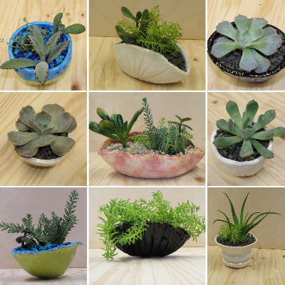 Ceramic Succulent Planters