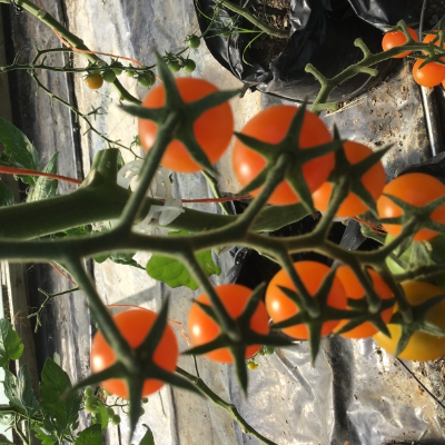 Cherry Tomatoes