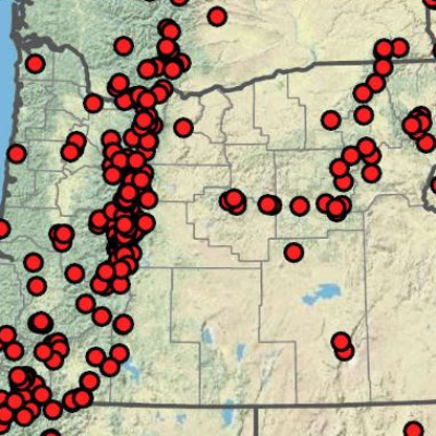 Angelica Arguta (Sharp-Toothed Angelica)