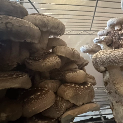 Shiitake