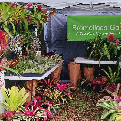 Bromeliads Galore