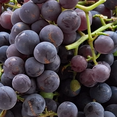 Concord Grapes