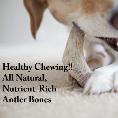 Nutrient-Rich Antler Chews For Dogs