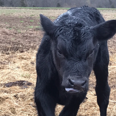Beef