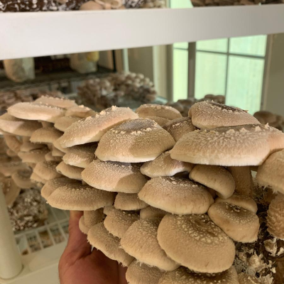 Indoor Grow Kit - Shiitake Mushroom