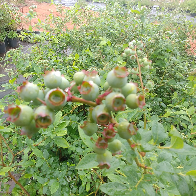Berry Plants In 2 Gallon Container