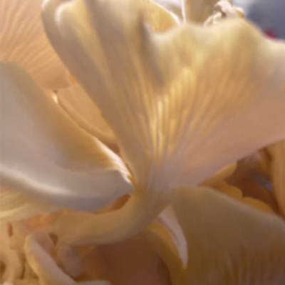 Golden Oyster