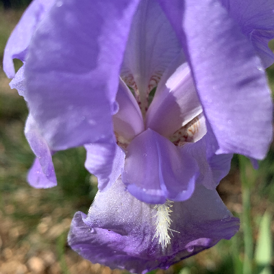 Irises