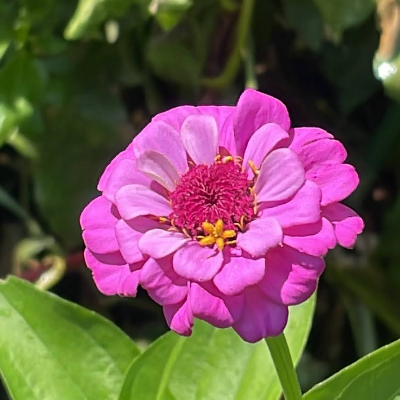 Zinnia