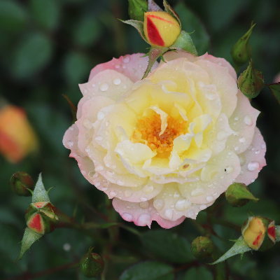 Cut Flowers