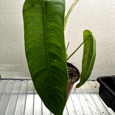 Philodendron Sharoniae