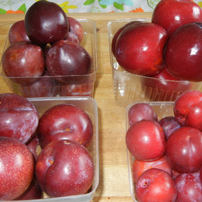 Early Gold Plums
