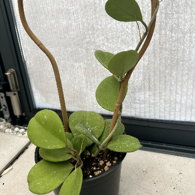 Hoya Obovata