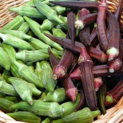 Red And Green Okra