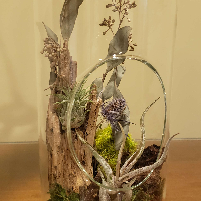 Air Plant Habitat - 4.25" Wide X 11.5" Tall - Air Plants Included