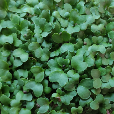 Live Broccoli Microgreens