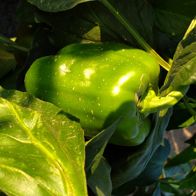 Bell Pepper- Green