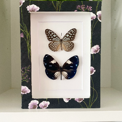 Butterfly Shadow Box Frame