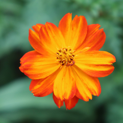 Cut Flowers