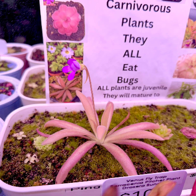 Pinguicula/Butterwort