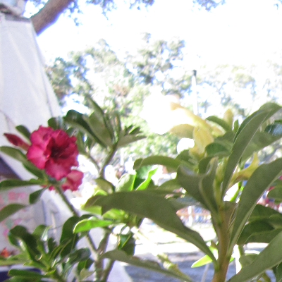 Tropical Herbs And Spice Plants